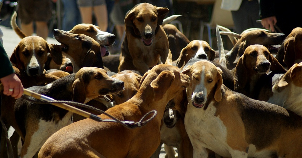 Hounds Being Used In Illegal Blood Sport