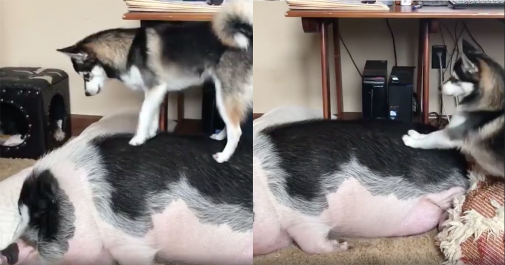 Husky Wants To Play With Sleeping Pig, Won’t Take No For An Answer