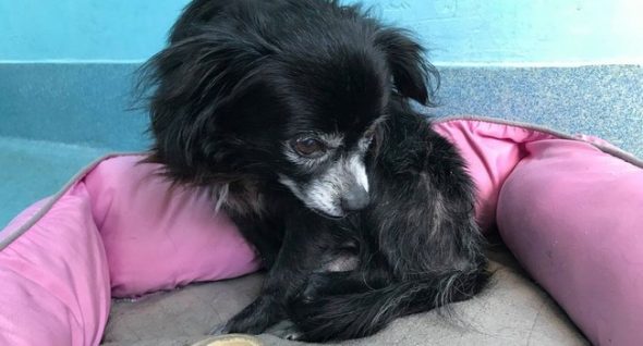 Tiny Negra Came To The Shelter Sad. And Angry…. Until Somebody Hugged Him.