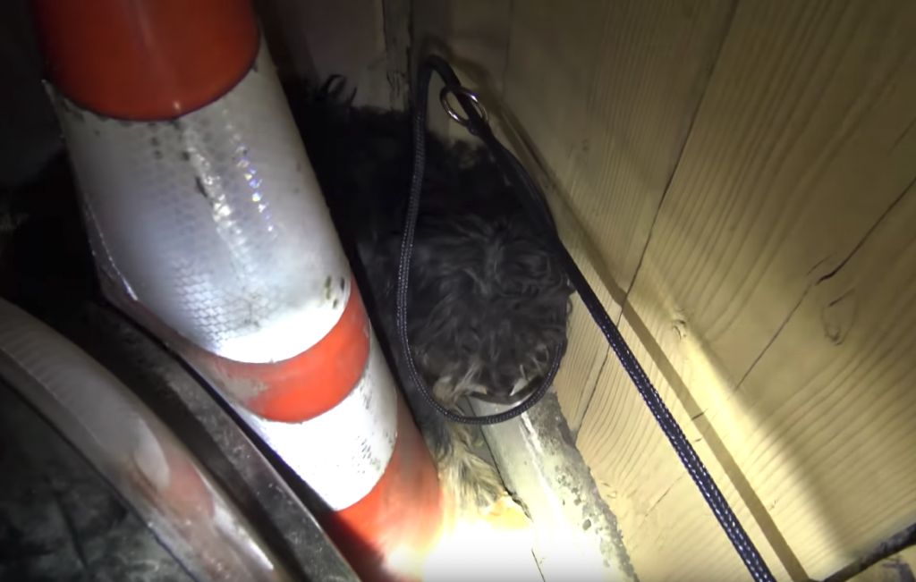 Scared Little Dog Hides Between Car And Wall So Rescuers Can’t Touch Him