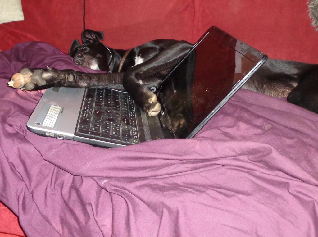 Pets Who Think You Should Work Less And Play More