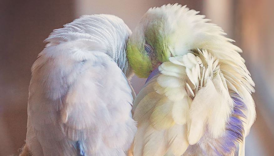 A Storybook Love Between Two Pastel Parrotlets, And The Result Will Melt Your Heart