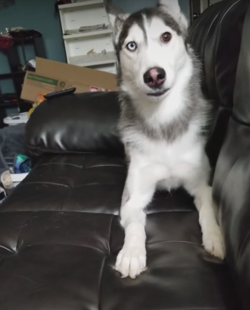 Dad Says ‘I Love You’ And Awaits Dog’s Startling Comeback