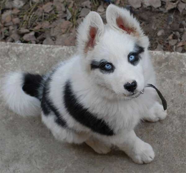 Dogs With Some Of The Strangest And Cutest Fur Markings