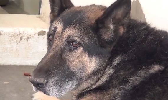 Abandoned Dog’s Scared When Pulled From The Kennel, Finally Realizes He’s Free