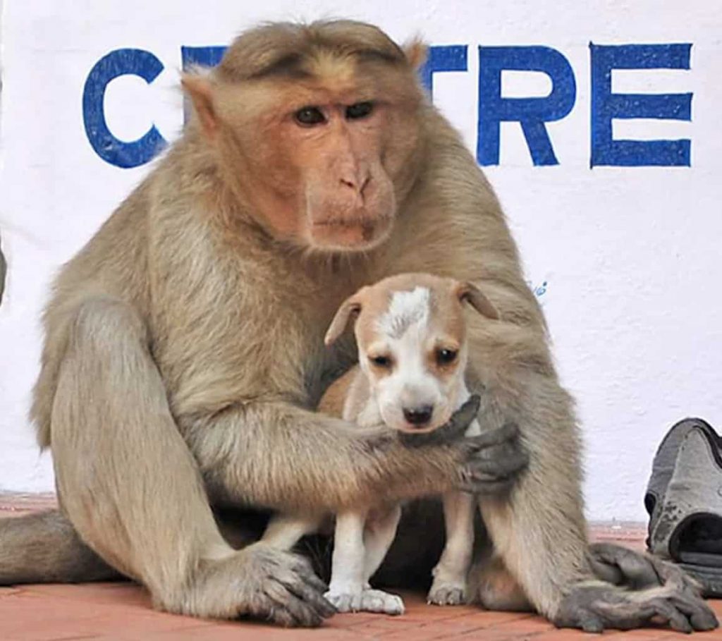 Monkey Snatches Puppy Right Off Of The Street Leaving Onlookers Fearing The Worst