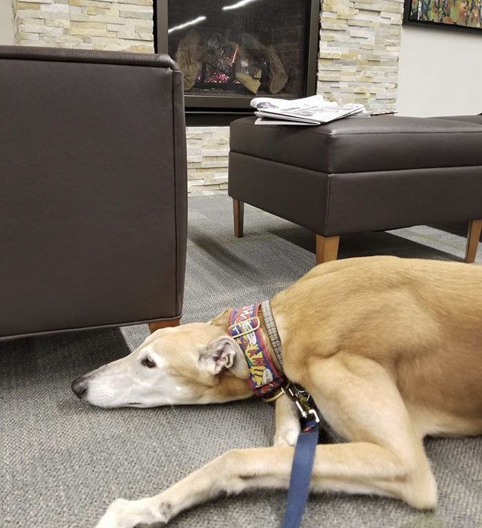 No One Showed Up To Read To A Retired Racing Greyhound, But The Internet Had His Back
