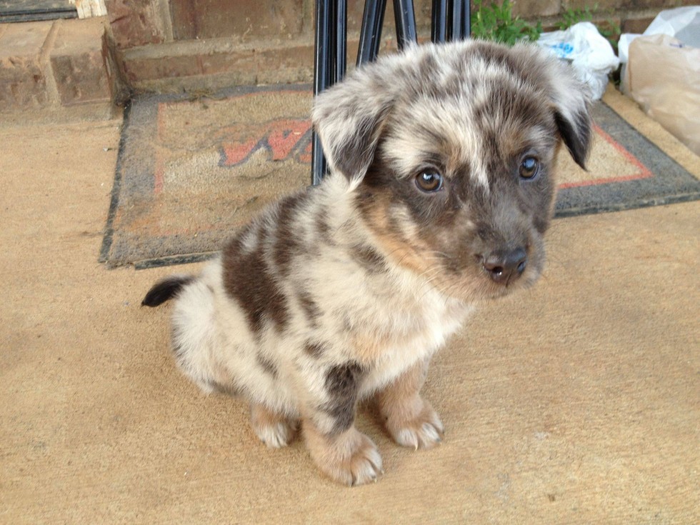 Pets Learning The Meaning Of Life The First Day In Their Forever Homes