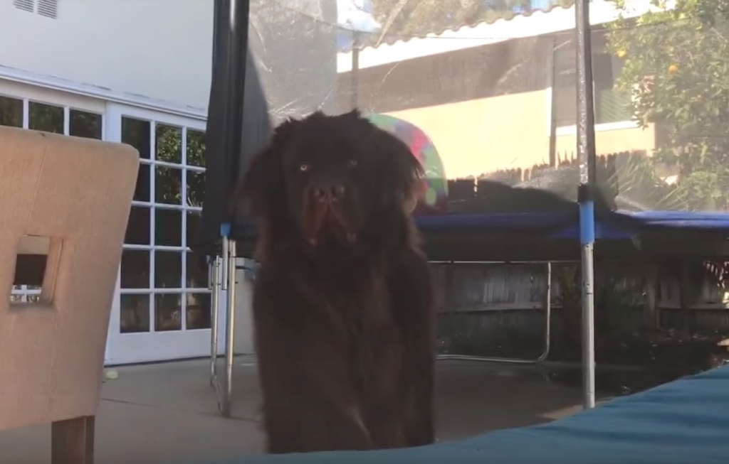 Playing Peekaboo With A Giant Newfoundland Puppy