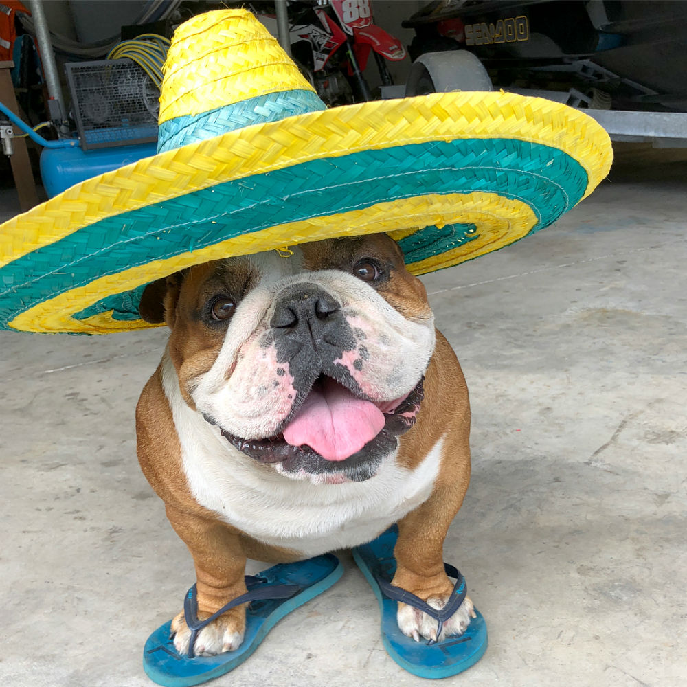 Sergeant The Bulldog – Extreme Sports Athlete And Plus Size Model