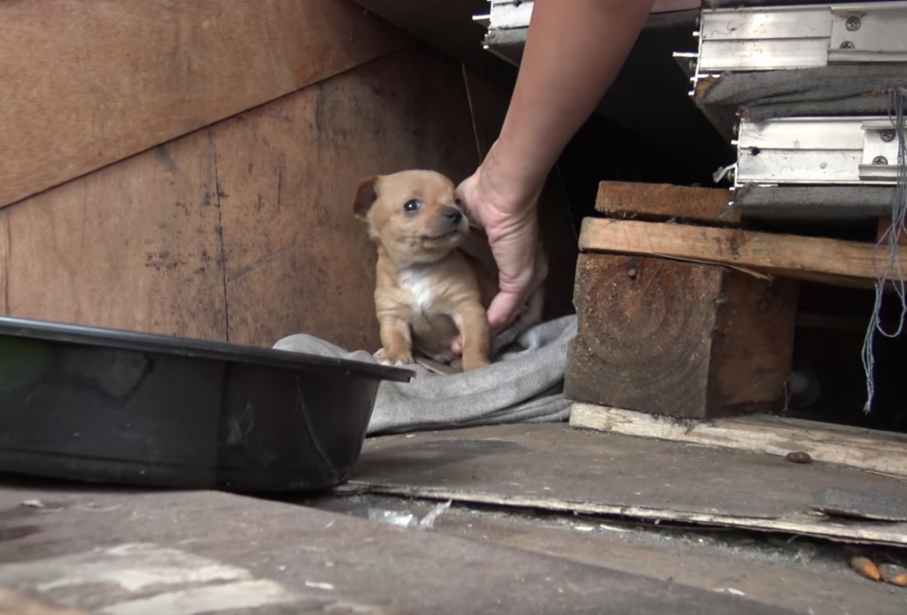 Rescuers Go To Save A Mama And Pups At A Shipping Yard, But They’re Not Welcome On Premises