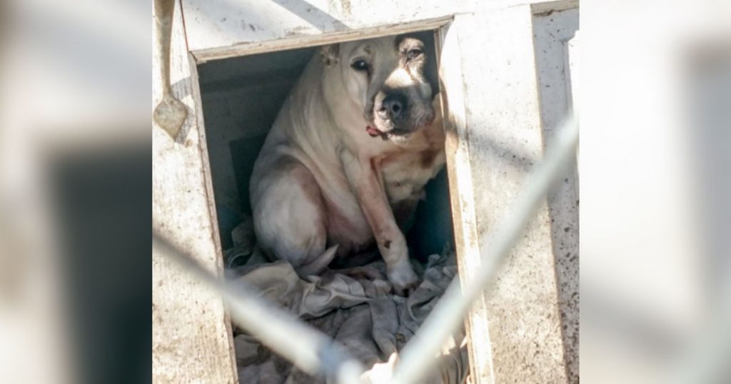 Dog Is Left In Crate When Family Moves Without Her, Still Finds It In Herself To Trust People