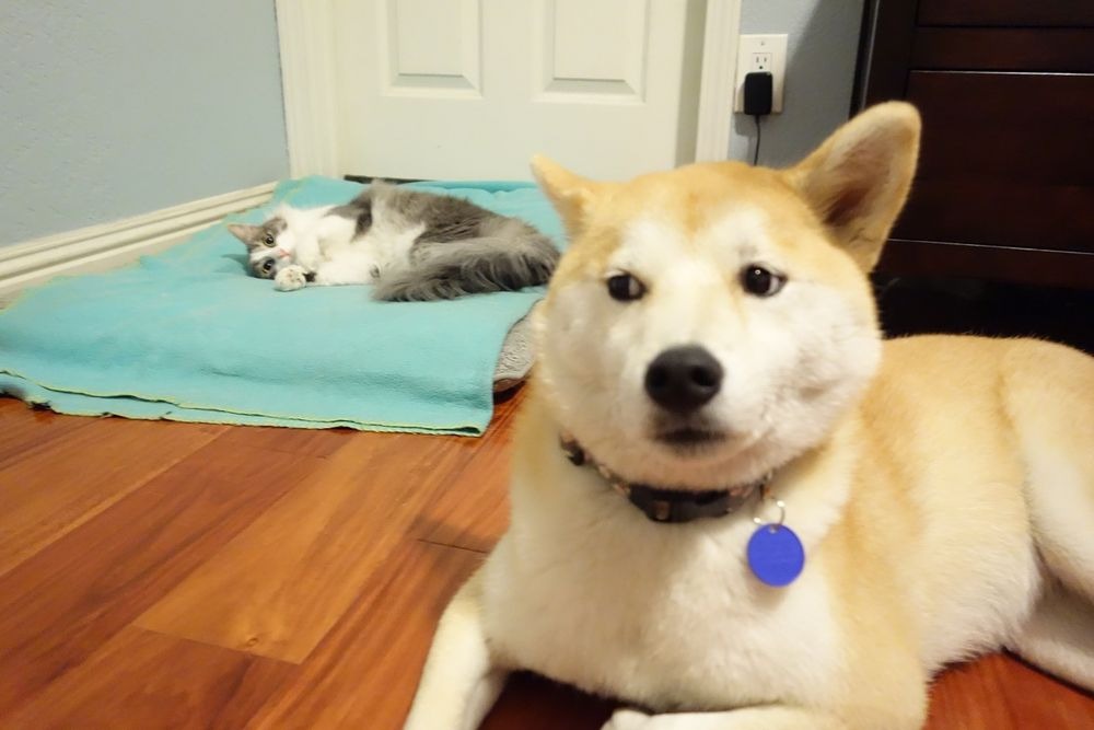 Dogs Who Turned Around For A Second Only To Lose Their Beds To The Cat