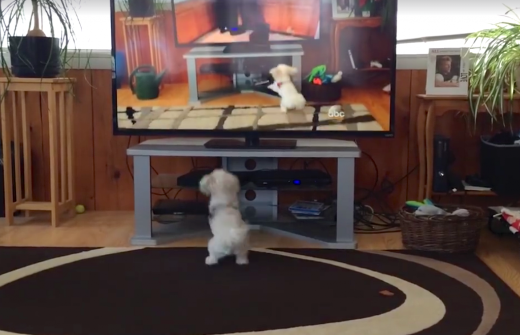 Dad Catches Dog Hilariously Responding To Commands On The TV