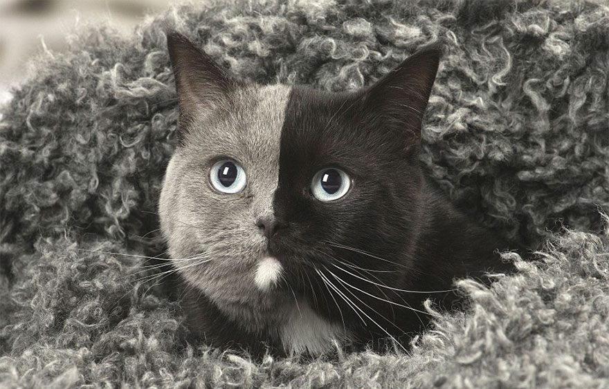 Rare Kitten Born With ‘Two Faces’ Grows Up Into The Most Beautiful Cat Ever