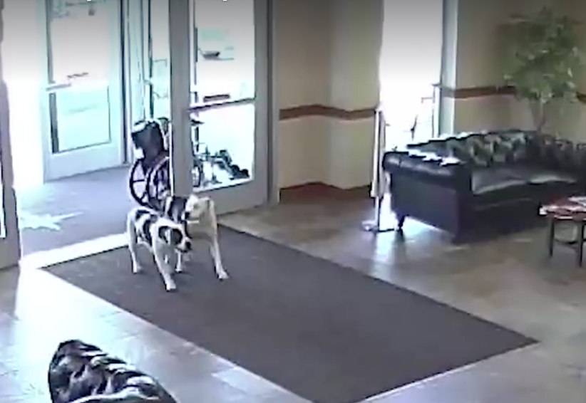Everyone Was Caught Off Guard When Two Pit Bulls Wandered Into The Hospital