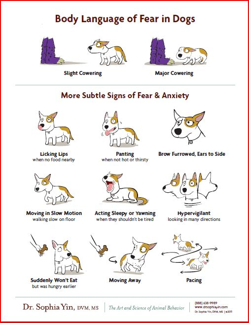 Recognize The Warning Signs — When A Dog Is About To Bite