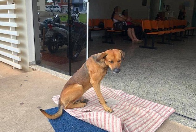 Loyal Dog Shows Up To The Hospital Every Single Day For Months To Wait For His Deceased Owner