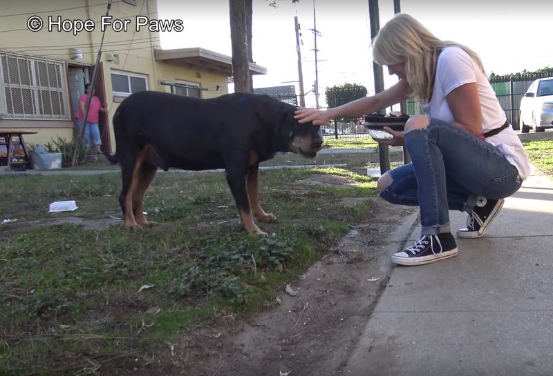 Senior Dog Left On The Streets When Owners Moved Away Is Rescued Just In Time