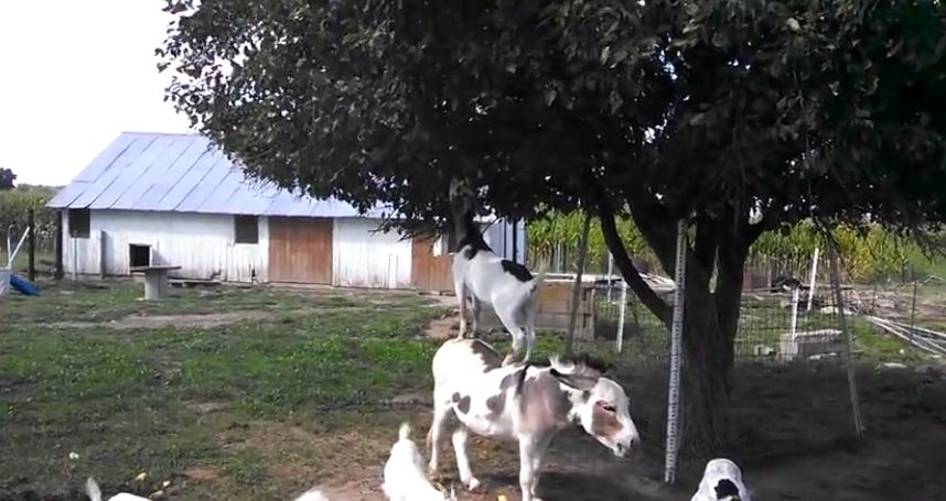 Goat Goes Fruit Hunting While Balancing On Donkey’s Back