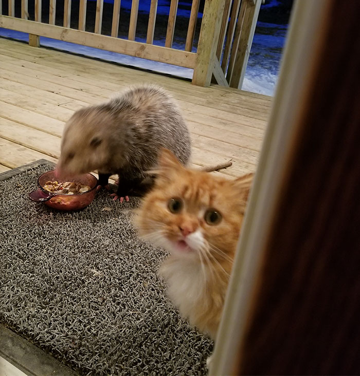 This Cat’s Reaction To Possum Stealing Her Food Gets Better And Better With Every Pic