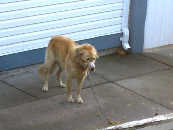 Neighbors Can’t Ignore Muzzled Dog The Town’s Doing Nothing About, So They Jump The Fence