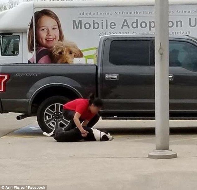 Heartbreaking: Two dogs refused to be surrendered to Houston animal shelter