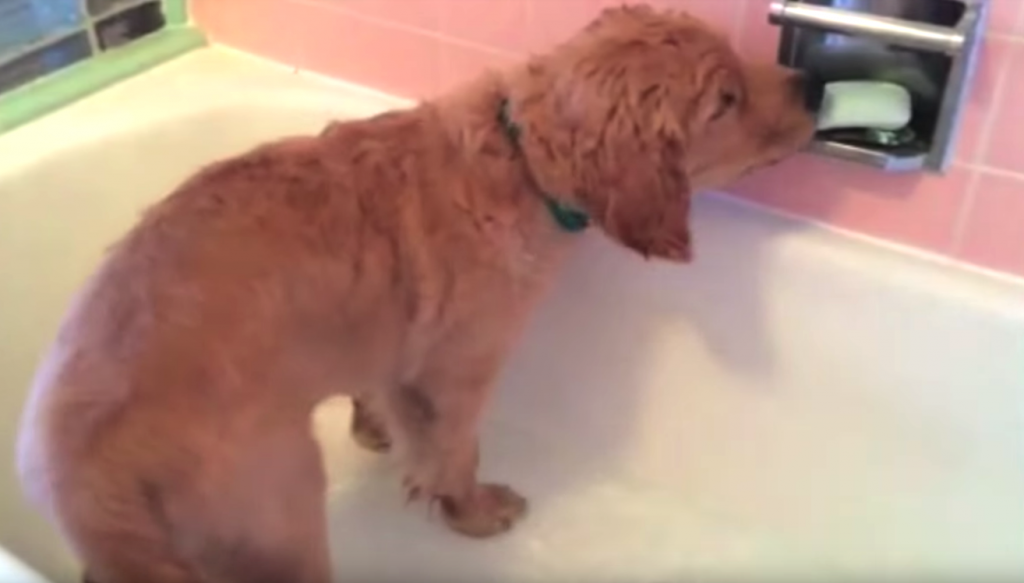 Golden Retriever Pup Hops In The Tub, And He Has The Cutest Bath Time Routine