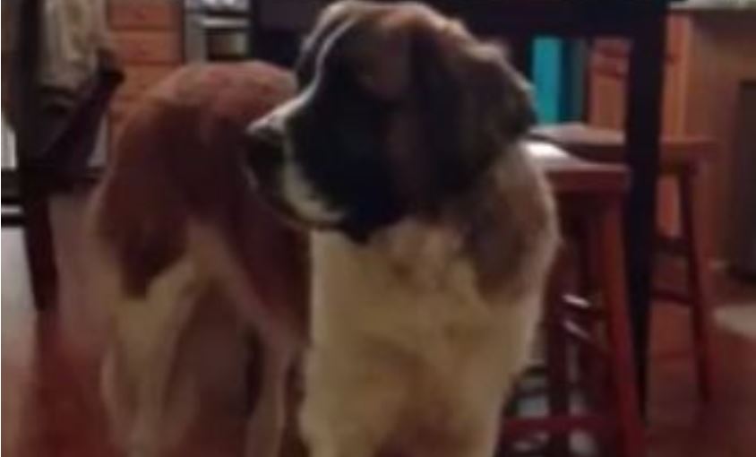 Hungry Saint Bernard Argues With Owner Over Loaf Of Bread