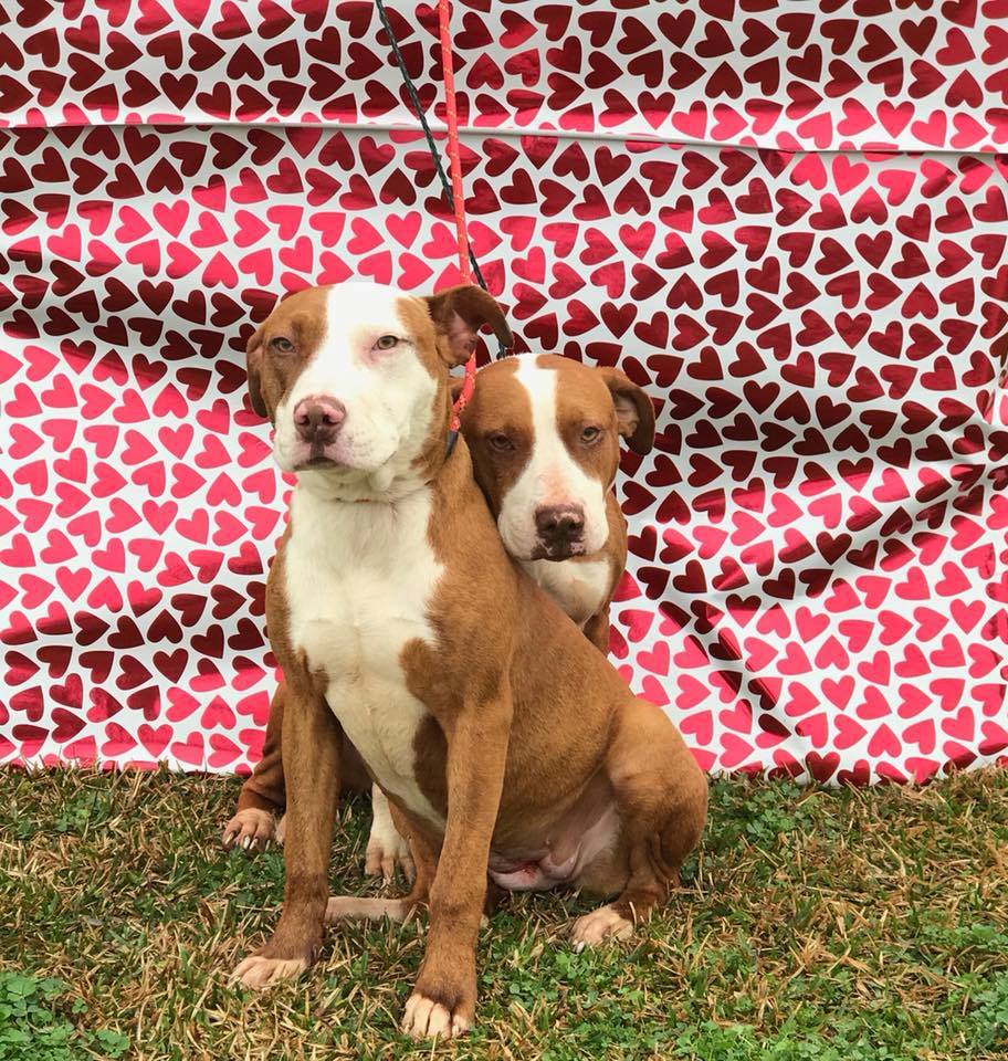 Bonded friends just want to be loved, but nobody wants them