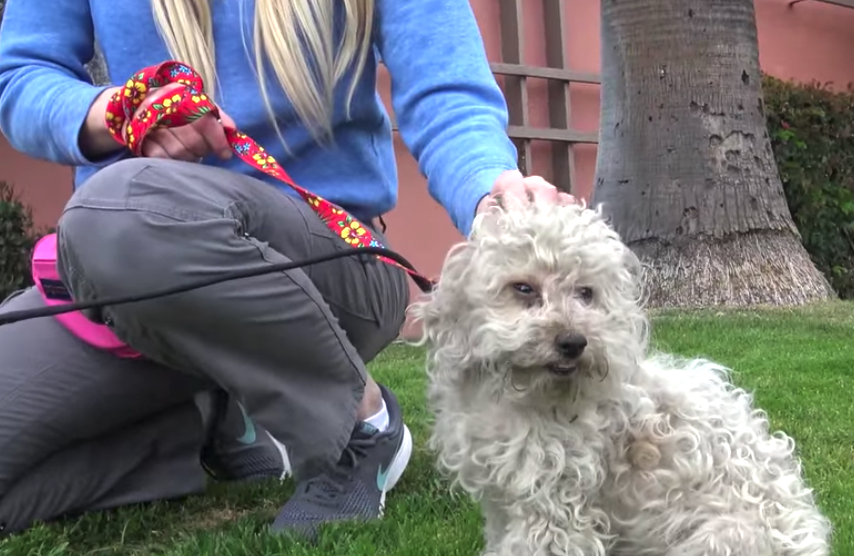Homeless Poodle Is Approached On The Street, But She’s Not Surrendering Without A Fight
