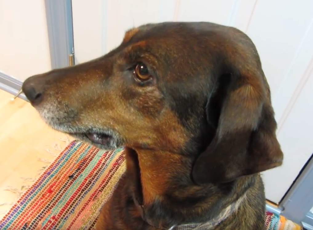 Mom Asks Her Dog If He Ate Off The Counter, Gets Adorably Submissive Face