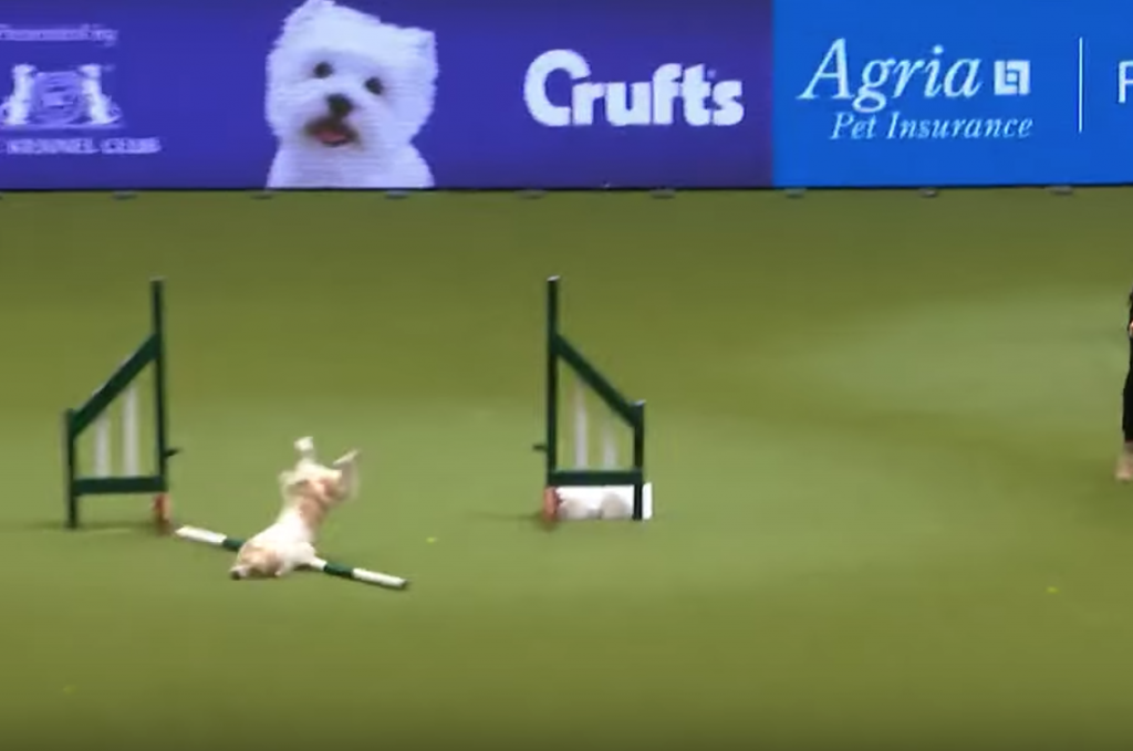 Agility Course Fail Doesn’t Stop This Dog, And It Has The Announcer In Stitches