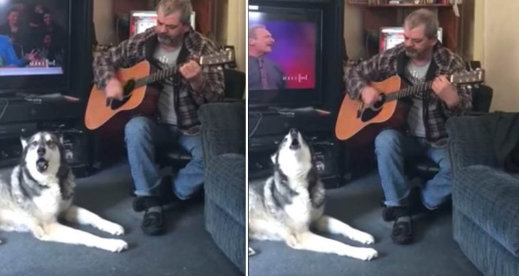 Dog Shows Off His Lovely Singing Voice While Dad Strums the Guitar