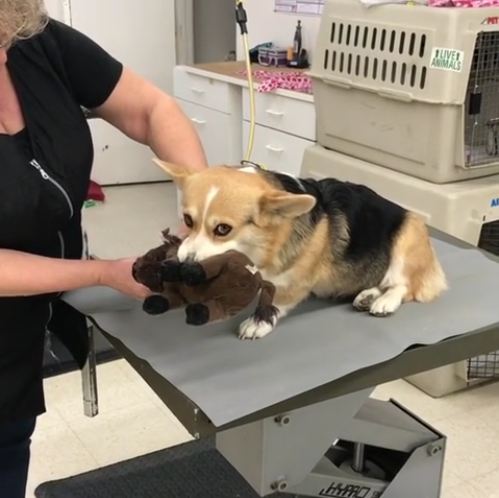 Sweet Little Corgi Finds Comfort In Her Toy