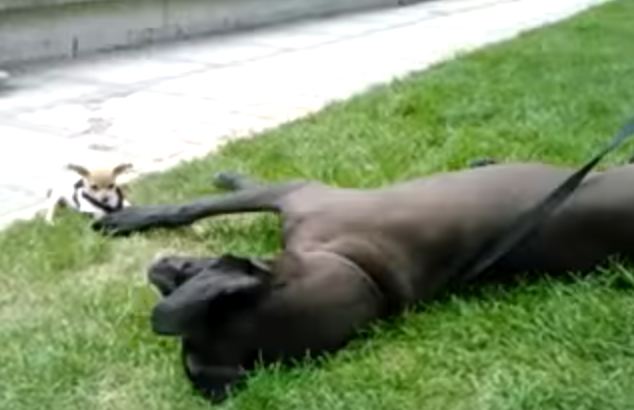 Fearless Chihuahua Decides To Take Out Her Frustrations On A Giant Great Dane