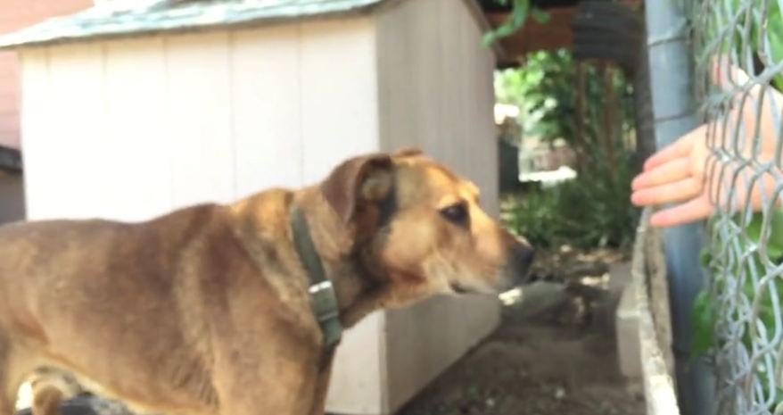 Owner Laughs When Approached About Her Dog Who’d Been Chained Up For 10-15 Years