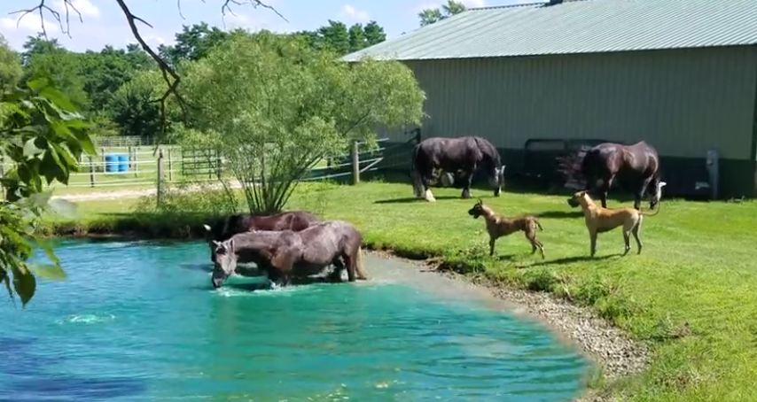 Great Danes Have Too Much Fun When The Horses Start Splashing Around In The Water