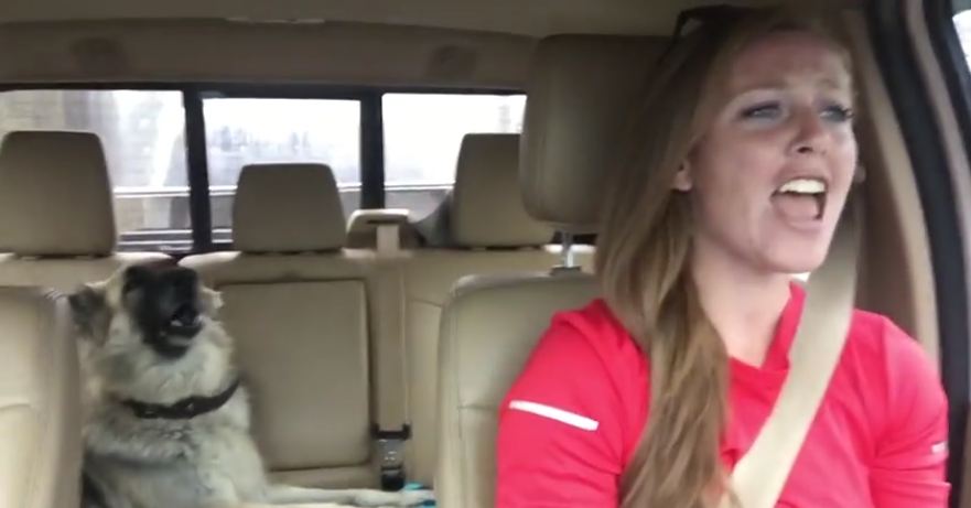 Mom’s Rocking Out When Lola The Shiloh Shepherd Decides To Sing Along