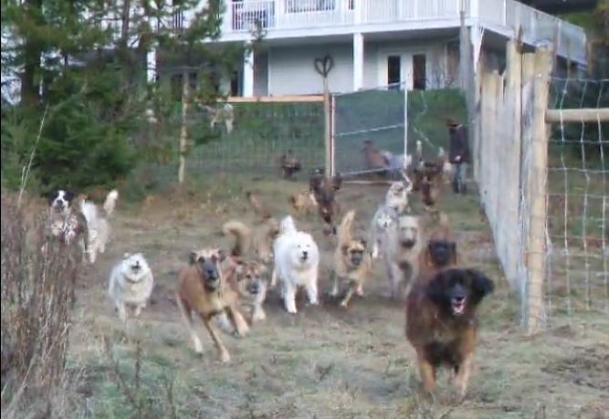 Man Adopts 45 Dogs And Lets Them Run Free In A Four-Acre Enclosure