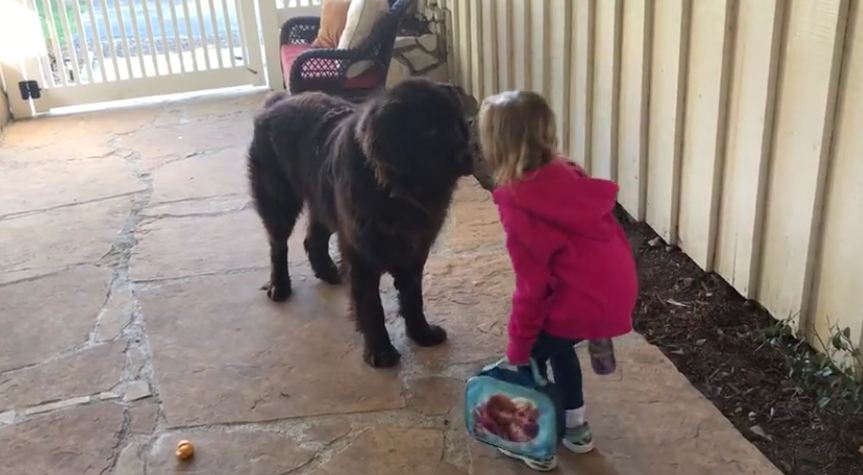 Mom Has Her Little Girl Say Goodbye To The Dog Every Morning Before School