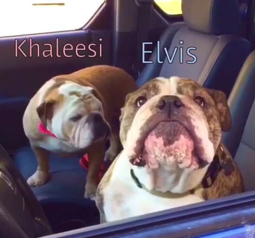 Bulldogs Are Approached In A Car, And The Two Really Let Their Personalities Shine