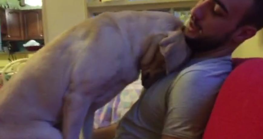 Guilty Dog Wants To Be Forgiven More Than Anything
