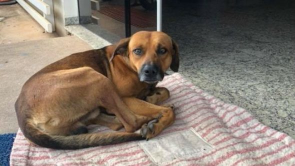 Loyal Dog Keeps Months-Long Vigil Outside Hospital Where His Best Friend Died