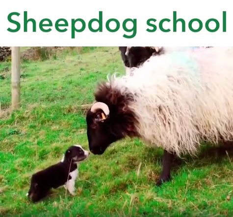 Just Watch These Border Collie Puppies Meet Sheep for the First Time