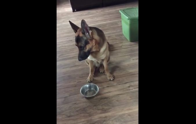 Apollo The German Shepherd Just Ate, But That’s Never Stopped Him From Asking For More