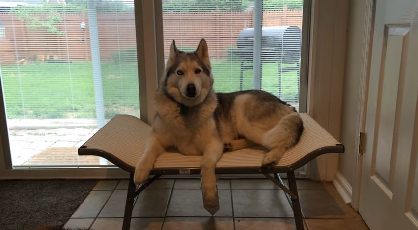 Mom Asks Her Dog About His New Bed, And He Responds In Typical Husky Fashion