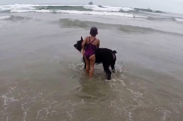Protective Schnauzer Keeps Girl from Swimming, Dad Can’t Stop Laughing