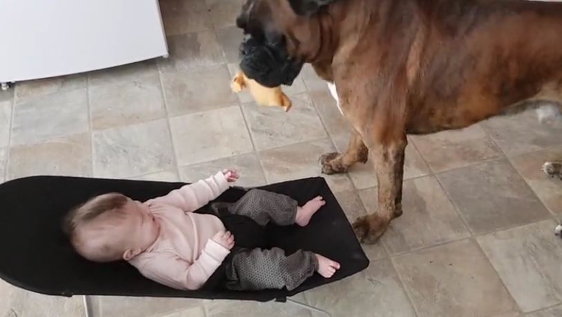 Boxer Has Baby And Mom Cracking Up With His Performance, The Belly Laughs Are Epic