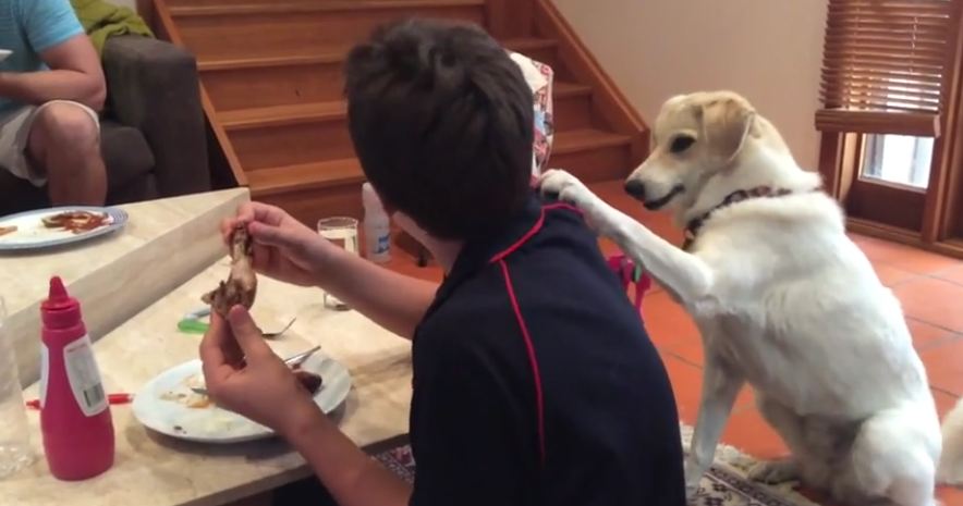 Rescue Dog Hilariously Pats Owner’s Shoulder To Get A Bite Of His Food